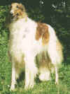 aria_stepowy_goniec.jpg (49840 Byte)