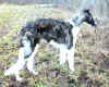 chaliapin_z_bilmy_6_5mo3.jpg (112484 Byte)