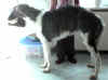 chaliapin_z_bilmy_6_5mo.jpg (48444 Byte)