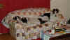 chopin_z_bilmy_8mo_kirsi1.jpg (55862 Byte)