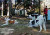 chopin_z_bilmy_8mo_kirsi3.jpg (95381 Byte)