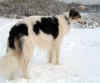 ischyma_dances_with_wolves_22mo2.jpg (53266 Byte)