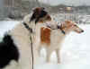 ischyma_dances_with_wolves_22mo3.jpg (65227 Byte)