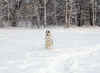 ischyma_dances_with_wolves_22mo.jpg (71409 Byte)