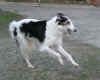 ischyma_dances_with_wolves_2_5js2.jpg (51678 Byte)