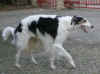 ischyma_dances_with_wolves_2_5js.jpg (51584 Byte)