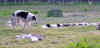 ischyma_danceswithwolves_18mo10.jpg (63379 Byte)