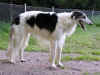 ischyma_danceswithwolves_18mo13.jpg (68505 Byte)