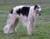 ischyma_danceswithwolves_18mo14.jpg (53556 Byte)