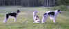 ischyma_danceswithwolves_18mo1.jpg (46829 Byte)