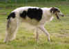 ischyma_danceswithwolves_18mo20.jpg (53983 Byte)