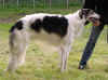 ischyma_danceswithwolves_18mo21.jpg (48927 Byte)