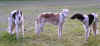 ischyma_danceswithwolves_18mo2.jpg (54335 Byte)