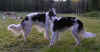 ischyma_danceswithwolves_18mo4.jpg (70072 Byte)
