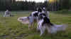 ischyma_danceswithwolves_18mo5.jpg (70475 Byte)