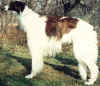 ekazan_pogovitch_balalaikas.jpg (75497 Byte)