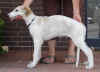3_falada_11w2.jpg (122866 Byte)