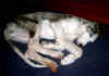 fandango_schlafend.jpg (39158 Byte)