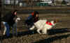 ischyma_fandango_15mo_c2.jpg (73011 Byte)
