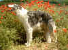 ischyma_fandango_20mo.jpg (93902 Byte)