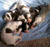 ischyma_fandango_litter.jpg (93117 Byte)