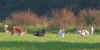 ischyma_fantasy2j_freunde.jpg (55406 Byte)