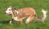 ischyma_fantasy_2j.jpg (58644 Byte)