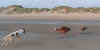 ischyma_fantasy_3j_0607_1.jpg (39307 Byte)
