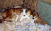 ischyma_fantasy_3mo3.jpg (45176 Byte)