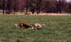 ischyma_fantasy_barin_lauf1.jpg (118699 Byte)