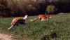 ischyma_fantasy_barin_lauf.jpg (99465 Byte)