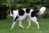 ischyma_fellini_11mo10.jpg (57311 Byte)