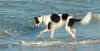 ischyma_fellini_11mo6.jpg (52942 Byte)
