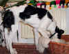 ischyma_fellini_4mo1.jpg (73649 Byte)