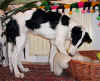 ischyma_fellini_4mo2.jpg (80728 Byte)