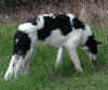 ischyma_fellini_6mo2.jpg (86709 Byte)