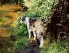 ischyma_florence_10mo.jpg (90636 Byte)