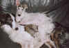 ischyma_florence_2j_gucci1.jpg (146054 Byte)