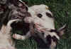 ischyma_florence_2j_p2.jpg (78932 Byte)