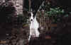 ischyma_florence_3mo1.jpg (47131 Byte)