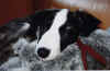 ischyma_florence_3mo2.jpg (35390 Byte)