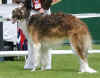 ischyma_fox_20mo1.jpg (69606 Byte)