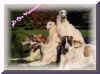 ischyma_genoveva_1j_family.jpg (57145 Byte)