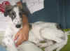 hozette_new_home3.jpg (42038 Byte)