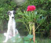 hozette_new_home7.jpg (81026 Byte)