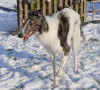 ischyma_harosjenkie_9mo4.jpg (78695 Byte)