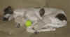 ischyma_hozette_14wo.jpg (38611 Byte)