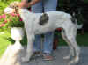 ischyma_hozette_4_5mo1.jpg (59665 Byte)