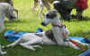 ischyma_hozette_4mo3.jpg (127622 Byte)