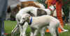 ischyma_hozette_4mo5.jpg (75522 Byte)